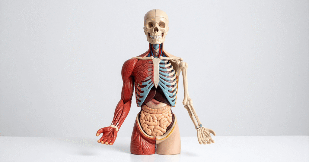 Human Anatomy, Physiology and Pathology dummy model